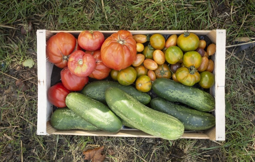 El hortelano filma a los dos hombres que le robaron las verduras y difunde el vídeo El hortelano filma a los dos hombres que le robaron las verduras y difunde el vídeo